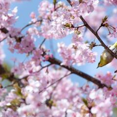 4/7（日）町田で花見とランチ