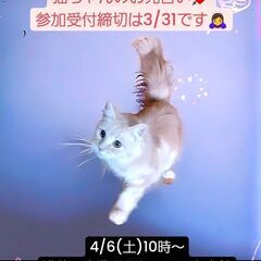 4/6(土)譲渡会♪10月生サイベリアン♀クリームタビー(⋈◍＞...