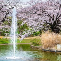 代々木公園でピクニックを楽しもう♬桜見れるかも🌸