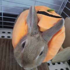 ネザーランドドワーフの女の子♡