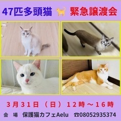 多頭レスキュー猫の譲渡会