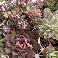 多肉植物　お譲りします　　の画像