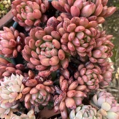 多肉植物　お譲りします　　