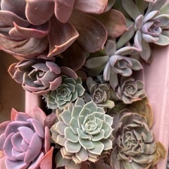 多肉植物　お譲りします　　の画像