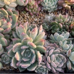 多肉植物　お譲りします　　の画像