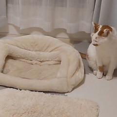 里親募集