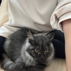子猫７ヶ月