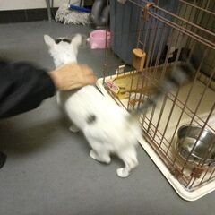 人なつっこい猫、メス、沖ちゃん。良い里親さんに行きました。 - 厚木市