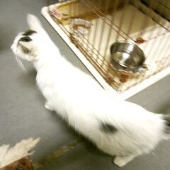 人なつっこい猫、メス、沖ちゃん。良い里親さんに行きました。 - 里親募集