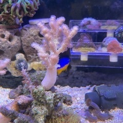チヂミトサカ