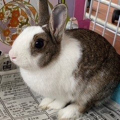 うさぎの里親募集🐰【譲渡完了】 - その他