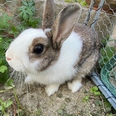 うさぎの里親募集🐰【譲渡完了】