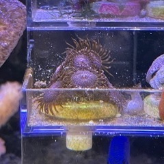 ダースモール　USAマメスナギンチャク　