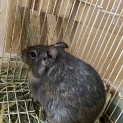 デグー　オス2匹　2歳　健康状態欄確認ください！