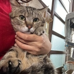 抱っこまで出来るようになったキジトラの男の子♡トライアル決定