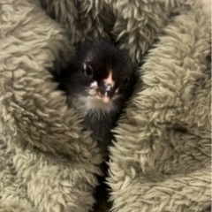 ひよこ　里親募集
