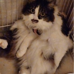 長毛　ゴージャスな美猫ちゃん - 猫