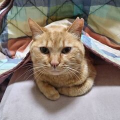 茶トラ　女の子　2歳に＊いろは＊です。大人しい