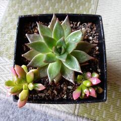 多肉植物