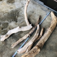 流木　爬虫類の画像