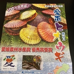 緋扇貝の貝殻　大幅値下げの画像