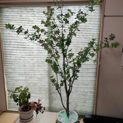 木🌳