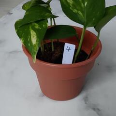 生活雑貨 家庭用品 ガーデニング