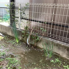 スノードロップの画像