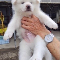秋田犬の男の子