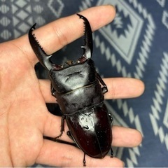 取引決定 パラワンオオヒラタクワガタ　ペア　