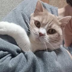 里親募集