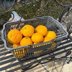 収穫したての夏みかん　ジャムやお酒に
