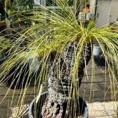 クサントロエア ジョンソニー ブラックボーイ＊最終価格＊