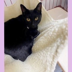ジュリちゃん♀推定2歳💞おとなしいお利口さんです