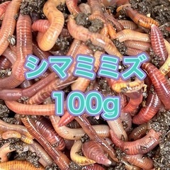 ミミズコンポスト用シマミミズ 100グラム 250匹程度