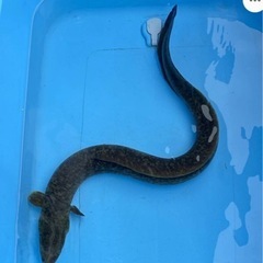オオウナギ60cm