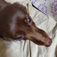 カニンヘンダックス