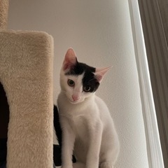 白黒　メス猫