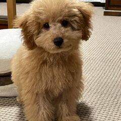 犬友募集