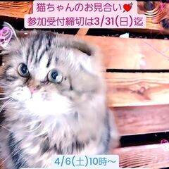 4/6(土)譲渡会♪11月生スコテッシュフォールド♀ブラウンタビ...