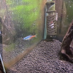 熱帯魚　魚　エビ