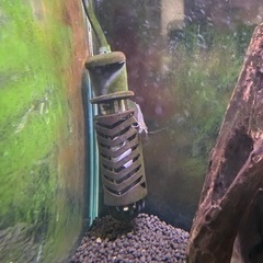 熱帯魚　魚　エビの画像