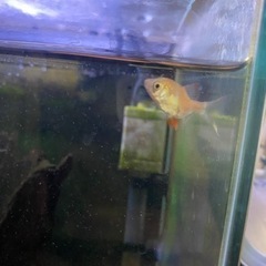 熱帯魚　魚　エビの画像