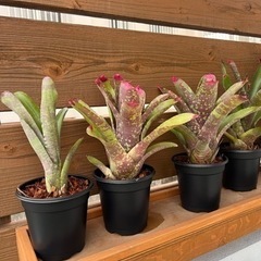 家具 インテリア雑貨/小物 置物、オブジェの画像