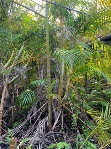 アレカヤシ1〜3m