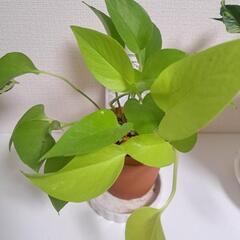 🌿ライム  ポトス🌿①