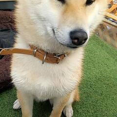 仔犬 8ヶ月