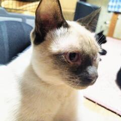 生後1年　シャム猫雑種　去勢済み