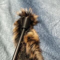 🐾猫じゃらしの画像