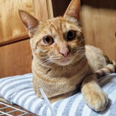 生後1年　茶トラ　2匹　茶太郎おじさん　吉田スパナ - 猫